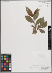 Foto von Salix caprea L. x Salix silesiaca Willd.